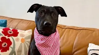 Moodeng Pie the Little Love Nugget