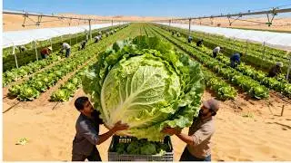 They Grow Fresh Lettuce in the Desert &mdash; The Results Will Blow Your Mind