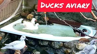 Voliera rate mandarine, caroline - Ducks aviary ...pregatiri pentru sezonul de imperechere