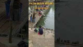 IKAN PATIN BESAR BESAR SEKALI ! DILEPASKAN ! #youtubeshorts #fishing #mancing #undui #patin #viral
