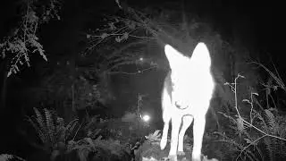 Meidase Trail Camera - Coyotes on the mover again.