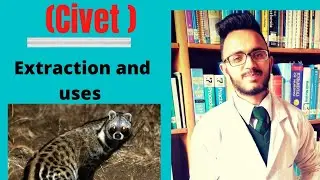Civet / Extraction and uses / (Animal origin drug)