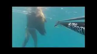 Spearfishing rofos 14kg