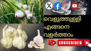 വെളുത്തുള്ളി കൃഷി | Veluthulli Krishi | How to Farming Garlic