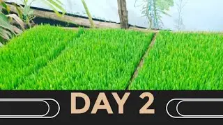Growing Fodder Day 2 Seed incubation