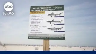 Shark 