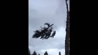 tree pruning service portland oregon