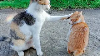 Mother scolded me in the morning - Online Zoo
