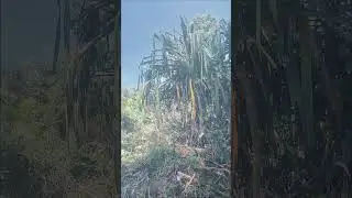 keindahan alam Yahukimo #alam #yahukimo #hutan #hutanrimba
