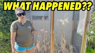 AUGUST LIFE UPDATE: Garden Fails, McDonald&rsquo;s Migraine Hack + Shopping Hauls at Trader Joe&rsquo;s & Ulta 