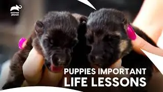 German Shepherd Mom Teaching Her 3 Cute Puppies How To Swim a Safe Way | Too Cute | Animal Planet