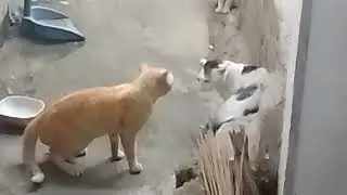 Два кота 😅 😂 😂 так мило дерутся за одну кошку 🥰 #Кот
