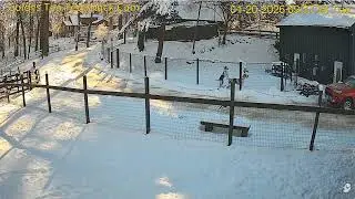 Goldy's Tea Tent 929am Willow Larky SiZZ out n in  941am ;? Bao walks down 1202026
