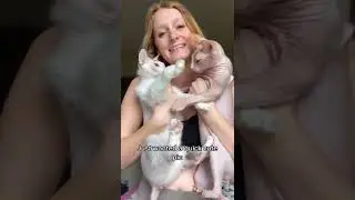 Cranky chicken #sphynx #hairlesscat #donskoy #cat #animals #pets #funnycats #catlover #catlad #vlog