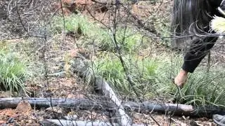 Gathering and Processing Beargrass