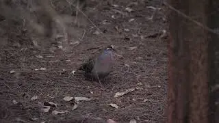 Common bronzewing, Peel, Western Australia