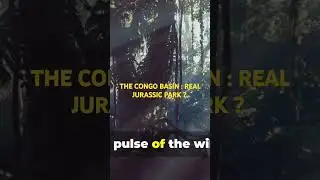 Experience the mysterious congo basin forest! #mystery #africa