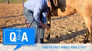 Farrier Can't Handle Mare's Feet - Q&A With Clinton Anderson