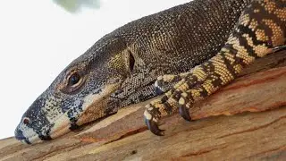 The hidden danger of a goanna, or monitor lizard.