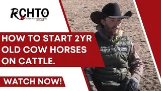 How To Start 2yr Old Cow Horses On Cattle.