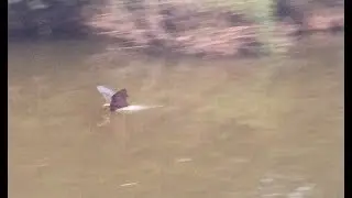 Bats belly-dipping in Wolli Creek
