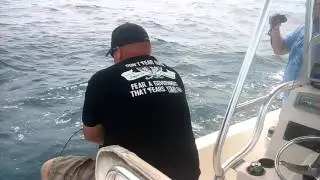 Bull shark Frenzy