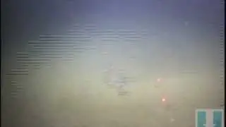 Flatfish