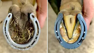 Satisfying Full Horse Hoof Restoration Part 7 | Must Watch #asmr #horsehoofcleaning