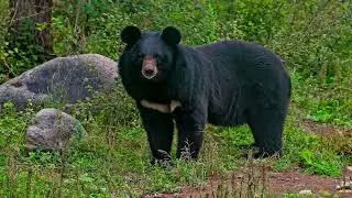 Russia & China Wildlife (Wallpaper)