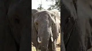 elephant tusk close up in savanna | cinematic wildlife moment #elephant #africanwildlife  #elephants