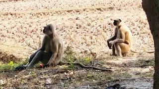 Today I fed the monkey with my own hands | Very happy to eat food - Monkey 🐒 Bangla Vlog Video