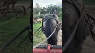 Paul V Smith mule and horse training Crossville Tennessee