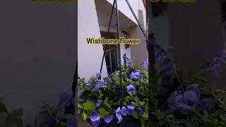 blue torenia  / wishbone flower #beautiful #flowers #nature #farming