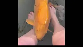 Friendly koi fish