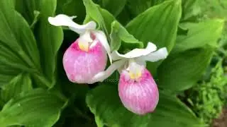 Pink Lady Slipper