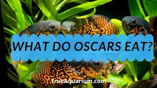 What do Oscars Eat? - How Often Do I Feed My Oscar?
