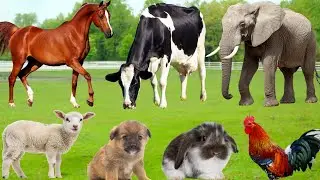 Farm Animals Compilation: Cow, Sheep, Horse, Goat, Chicken, Pig, Cat, Parrot, Rabbit &ndash; Farm Animal