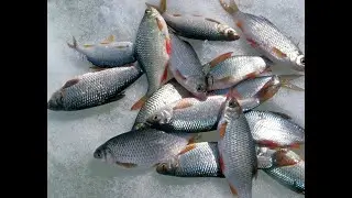 РЫБАЛКА НА ЛЕСНОМ ОЗЕРЕ FISHING ON A FOREST LAKE Recommended for you