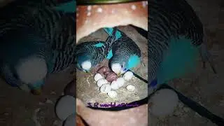 love bird egg hatching time.. love birds egg hatch#.... S. R world of birds