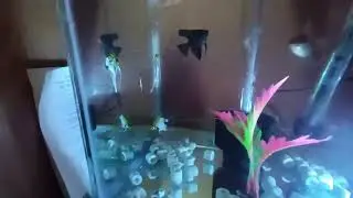 New Red cap Gold Fish in Aquarium...🐟🐠🐡