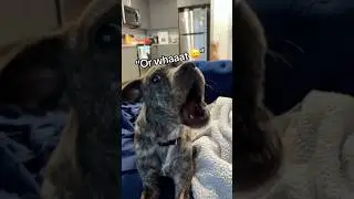Dogs understand English 🐶🤣#dog #funny #funnyanimals #funnypets #animals #dogsofttiktok #tiktok