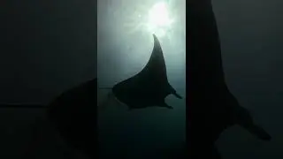 Manta Ray Queen: Slow Motion Glide at Nusa Penida's Manta Point