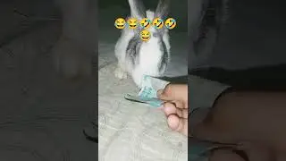 ribat #video #animals #viralshorts