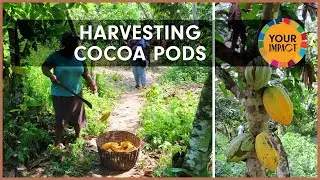 Hand Harvesting Cocoa Pods