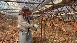 Shine Muscat Grape Pruning, the last pruning.
