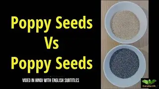 Poppy Seeds Vs Poppy Seeds | Khas Khas | खसखस | Everyday Life  # 308