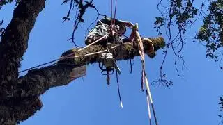 SUPER DANGEROUS DEAD TREE REMOVAL