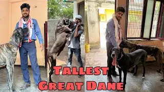 Tallest Boston Great Dane | Saurabh Pet’s Mart | Contact - 8808081118, 8808081119, 8808081116