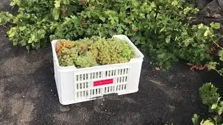 Wine Tours Lanzarote - Harvest and Wine Making at Bodega Los Bermejos