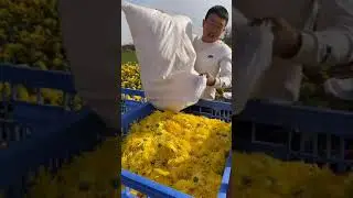 Plants   Golden chrysanthemum  #tea #agriculture #farm #flo